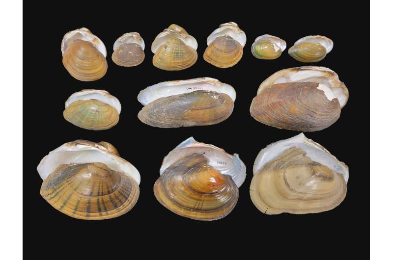 Alluring larvae: Competition to attract fish drives species diversity among freshwater mussels
