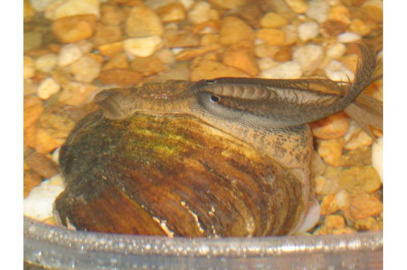 Alluring larvae: Competition to attract fish drives species diversity among freshwater mussels