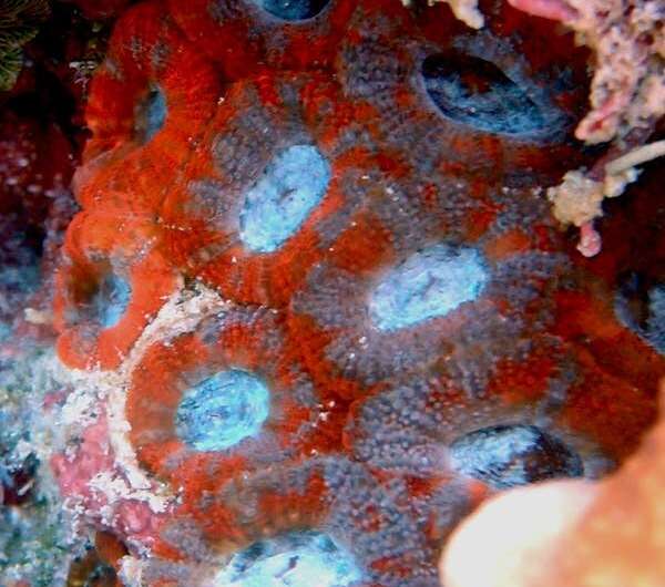 Σχεδόν 60 είδη κοραλλιών γύρω από το νησί Lizard λείπουν - και η κρίση εξαφάνισης του Great Barrier Reef θα μπορούσε να είναι η επόμενη.