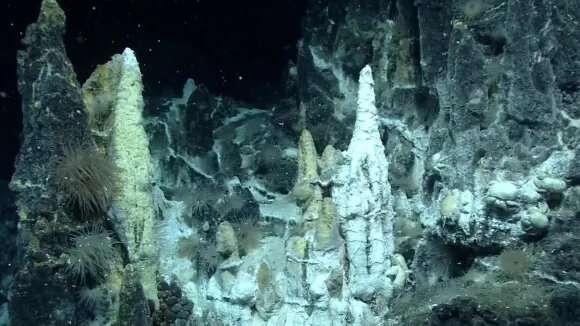 Almost two-thirds of species at deep-sea hydrothermal vents are at risk of extinction
