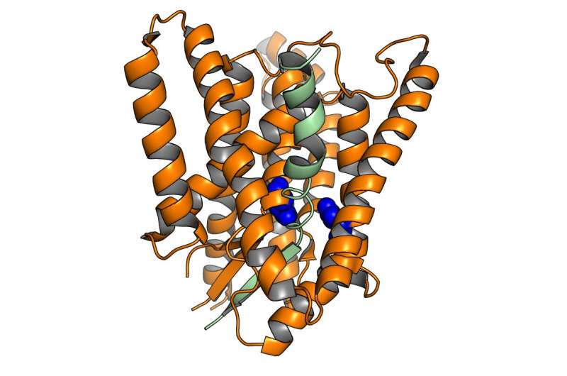 Alzheimer-linked enzyme complex 'buckles up' for safe trip through the cell