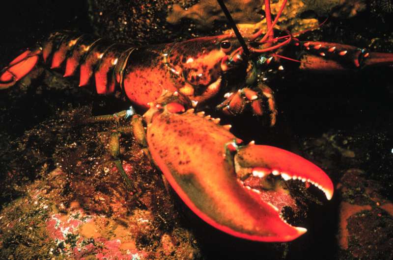 American lobster, Homarus americanus