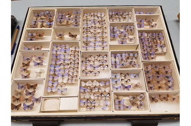 & amp;  nbsp;  Το DNA από την 93χρονη πεταλούδα επιβεβαιώνει την πρώτη περίπτωση εξαφάνισης εντόμων από τον άνθρωπο στις ΗΠΑ