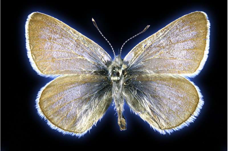 &amp;nbsp;DNA from 93-year-old butterfly confirms the first US case of human-led insect extinction