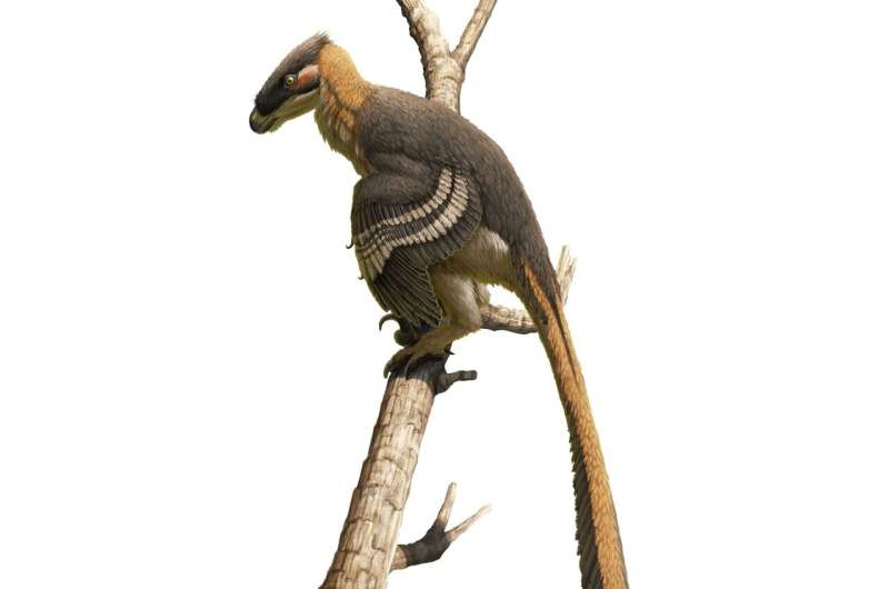 یکی از خویشاوندان باستانی Velociraptor در بریتانیا کشف شده است