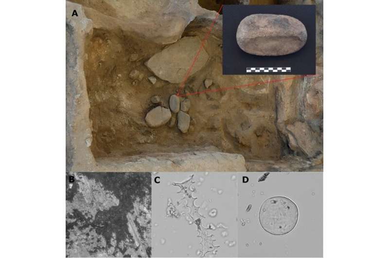 An archaeological study reveals new aspects related to plant processing in a Neolithic settlement in Turkey