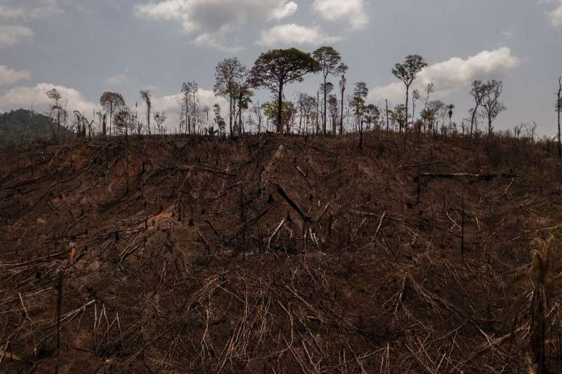 An area of burned land on the property of Jose Juliao do Nascimento, in Sao Felix do Xingu in Brazil's Para state—Nascimento say
