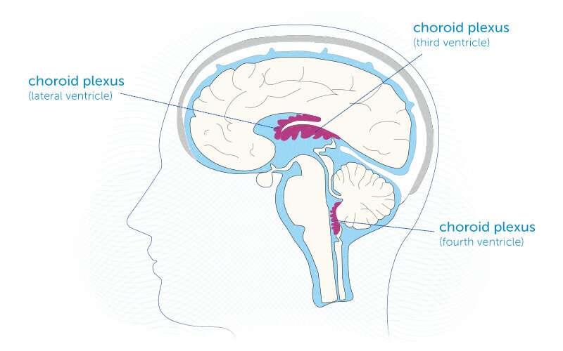 An 'atlas' of the brain's choroid plexus across the lifespan