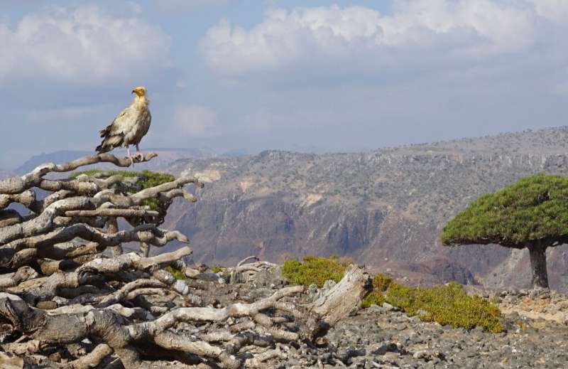 An endangered Egyptian Vulture perches on the dead branches of a Dragon's Blood Tree