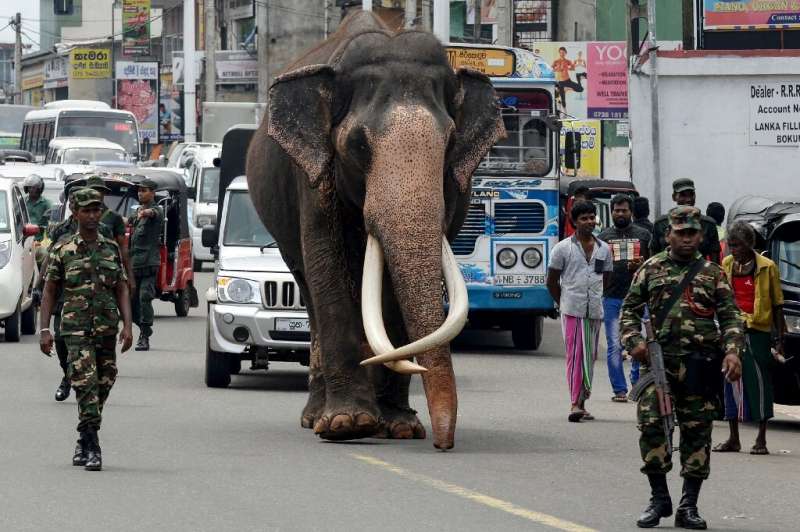An Indian-born tusker (or bull elephant with large tusks) being escorted by security personnel as he walks on the outskirts of C