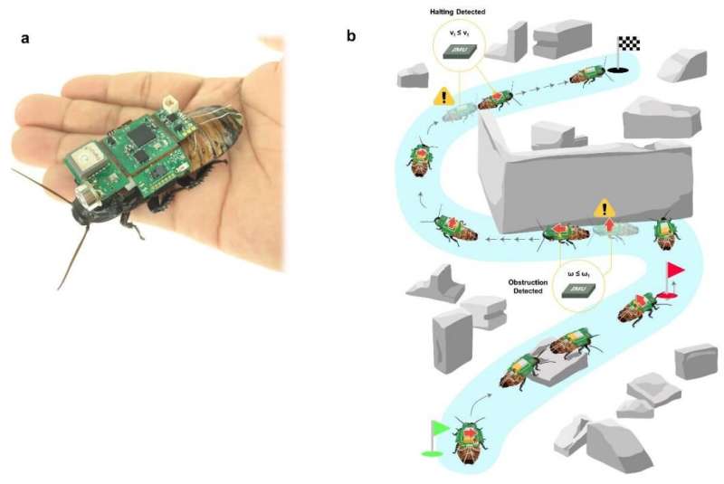 Un système hybride insecte-ordinateur pour les opérations de recherche en cas de catastrophe