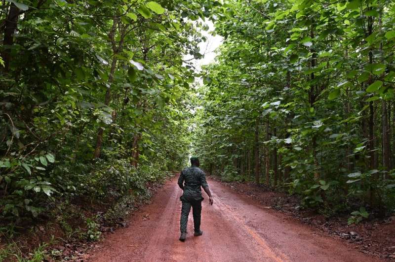 An Ivorian Forest guard officer walks in the classified forest of Tene near Oumé, in Ivory Coast. Tene is the largest reforestat