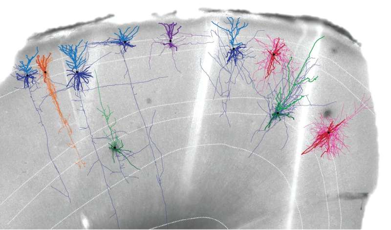 An ultra detailed map of the brain region that controls movement, from mice to monkeys to humans
