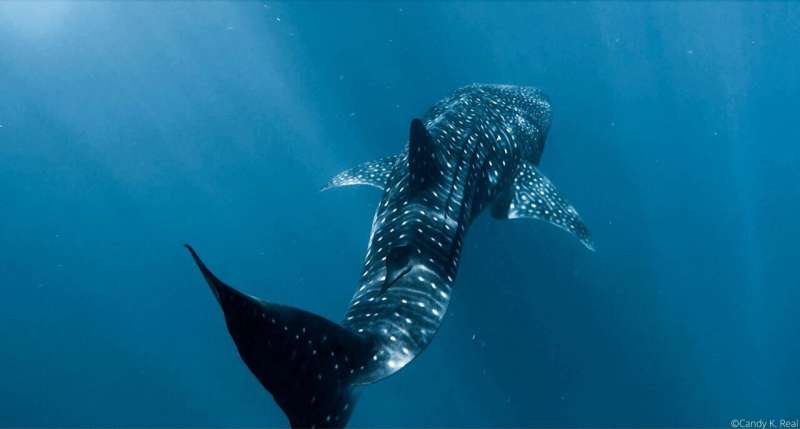 Ancestors of whale sharks in Panama may come from distant waters