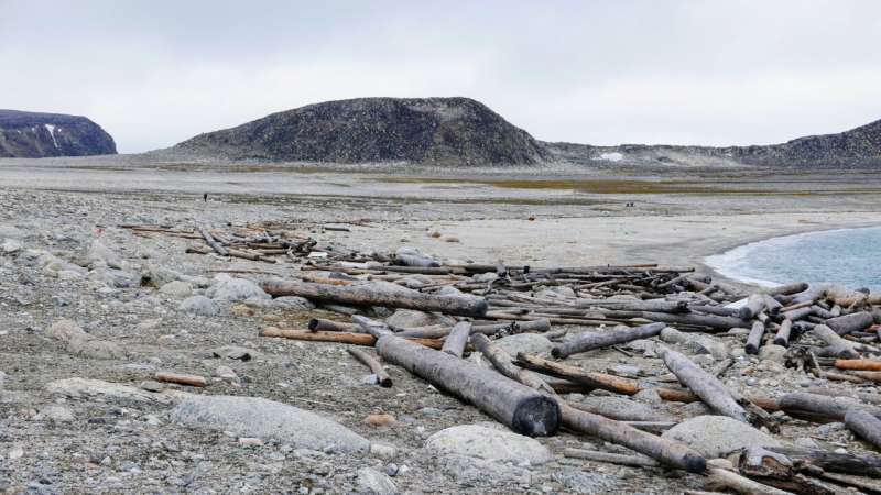 Ancient driftwood tracks 500 years of Arctic warming and sea ice