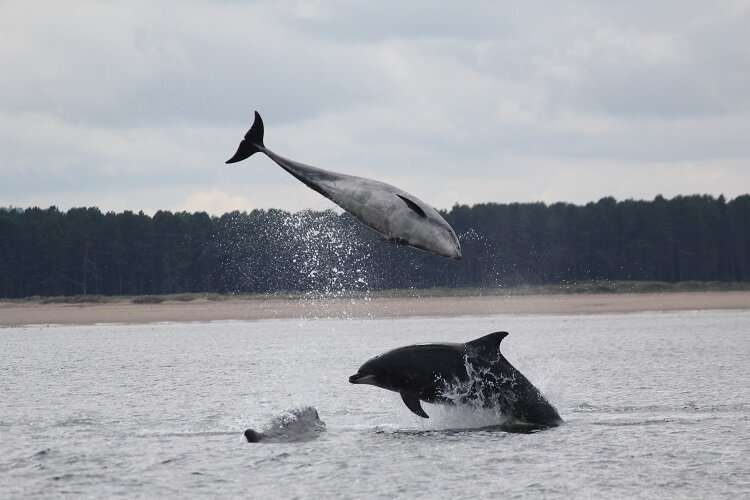 Ancient genes vital for dolphin survival