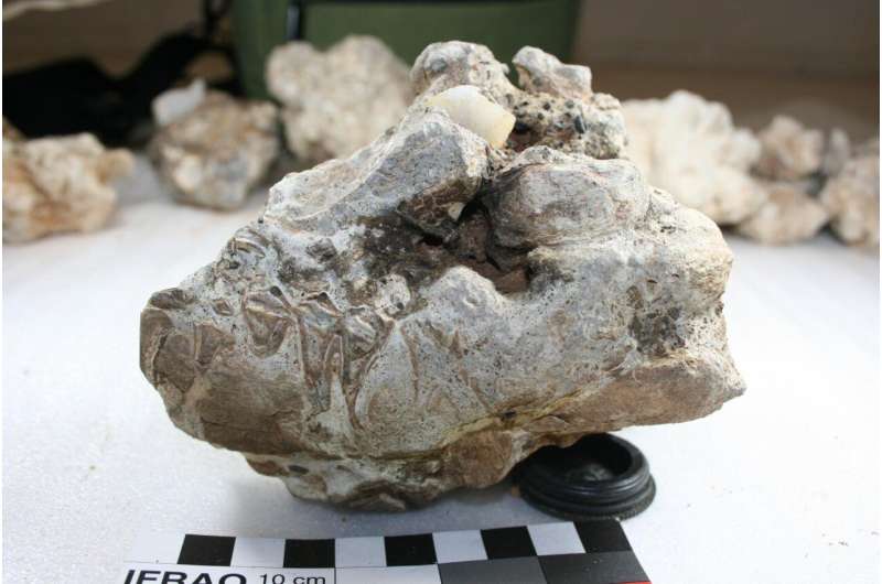Ancient ostrich eggshell reveals new evidence of extreme climate change thousands of years ago