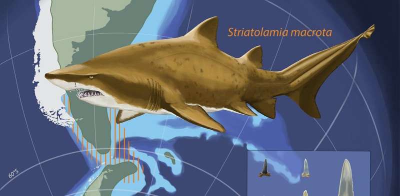 Ancient shark teeth lost in Antarctica millions of years ago recorded Earth's climate history
