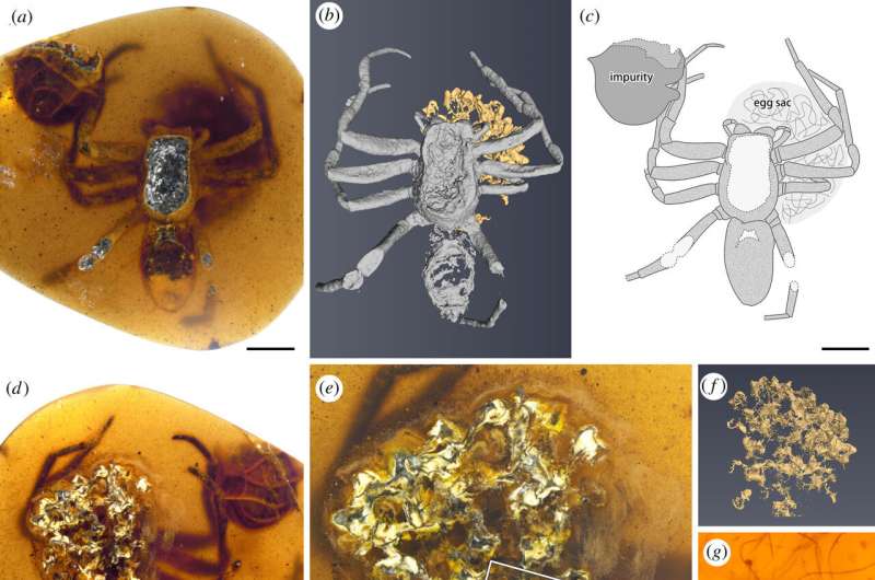 Ancient spider mom preserved in amber found to be protecting her young