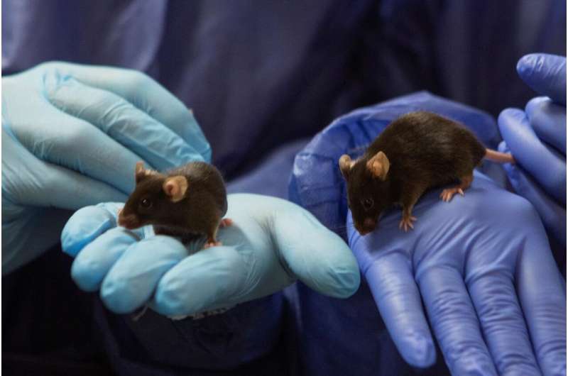 A new mouse model gave surprising findings about Folling Disease