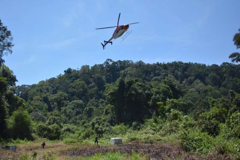 An orangutan in a cage is delivered by helicopter in Central Kalimantan, Borneo, Indonesia