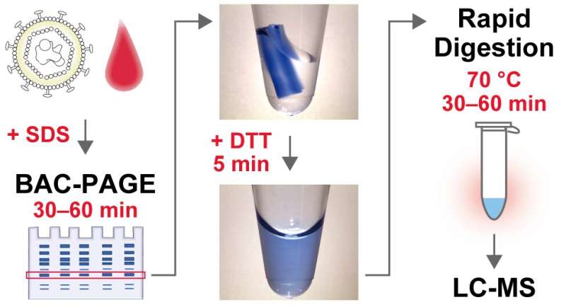 A novel gel electrophoresis technique for rapid biomarker diagnosis via mass spectrometry