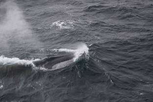 Antarctic hotspot: Fin whales favour the waters around Elephant Island