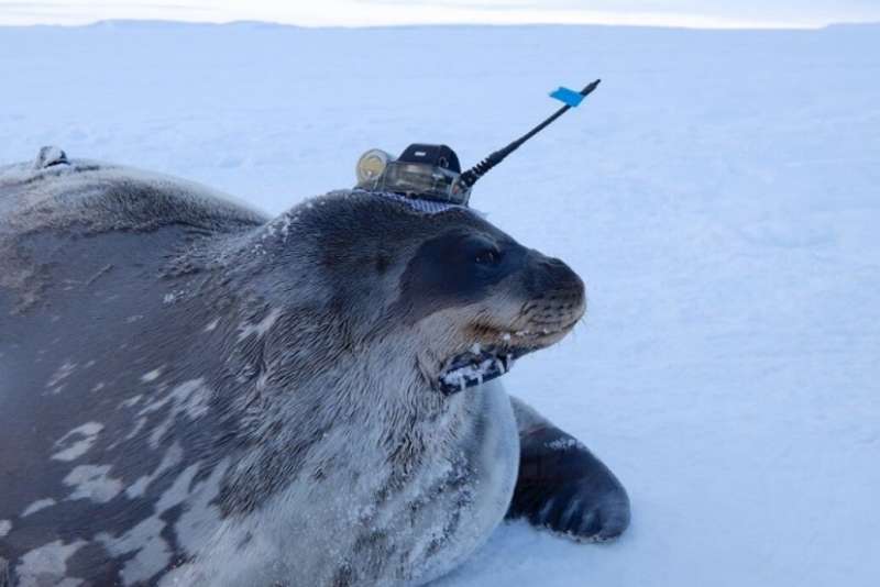 Antarctic oceanographers use seals to do research where ships fear to go