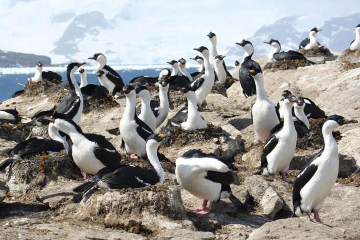 Antarctic seabird faces declining populations