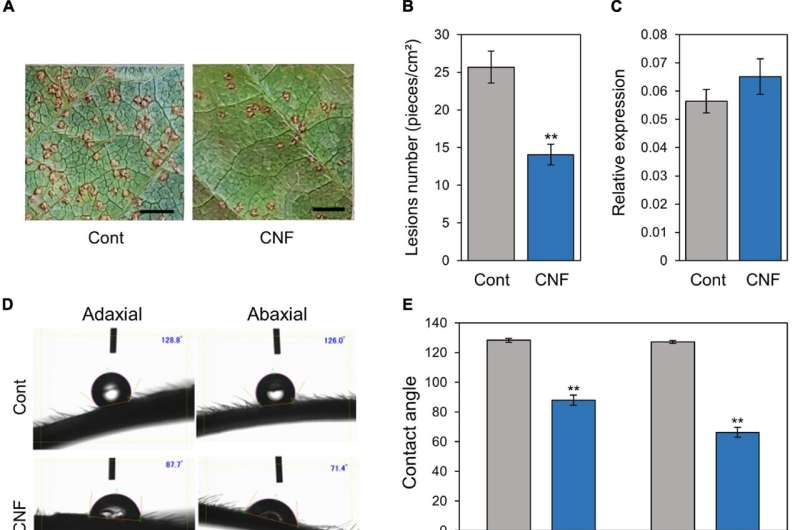 'Anti-rust' coating for plants protects against disease with cellulose nanofiber