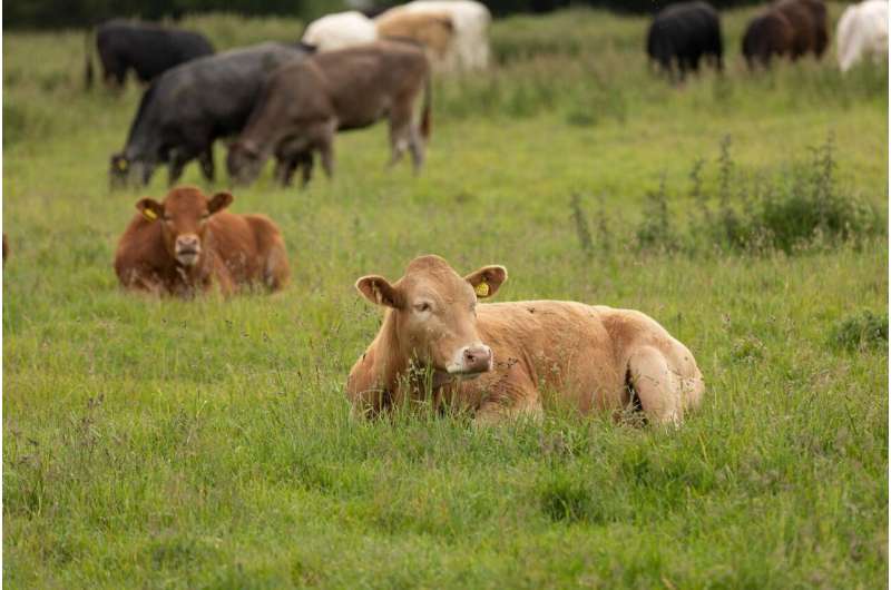 Antibiotic-resistant bacteria found in cattle