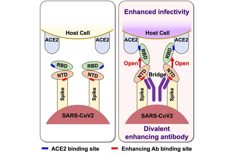 Antibodies that enhance SARS-CoV-2 infection -- A possible factor for severe COVID-19
