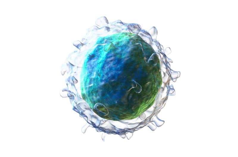 Antibody-producing b cells may be &quot;predestined&quot; for their fates