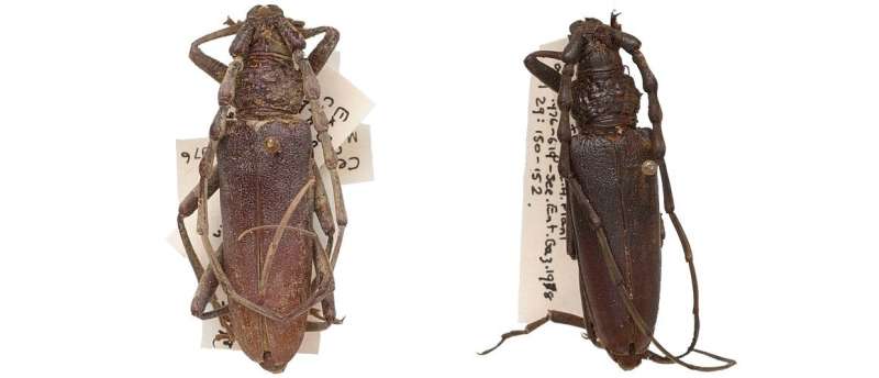 A pair of perfectly-intact ‘mystery beetles’ in the collection discovered to be almost 4,000 years old
