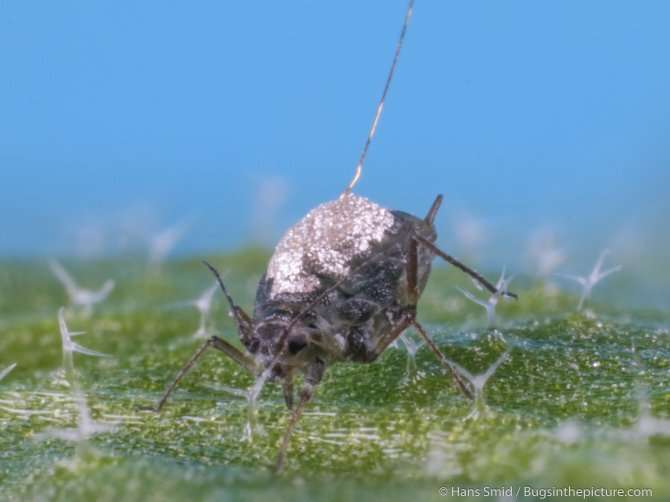Aphids may spit in a plant up to 20 times before they start eating it