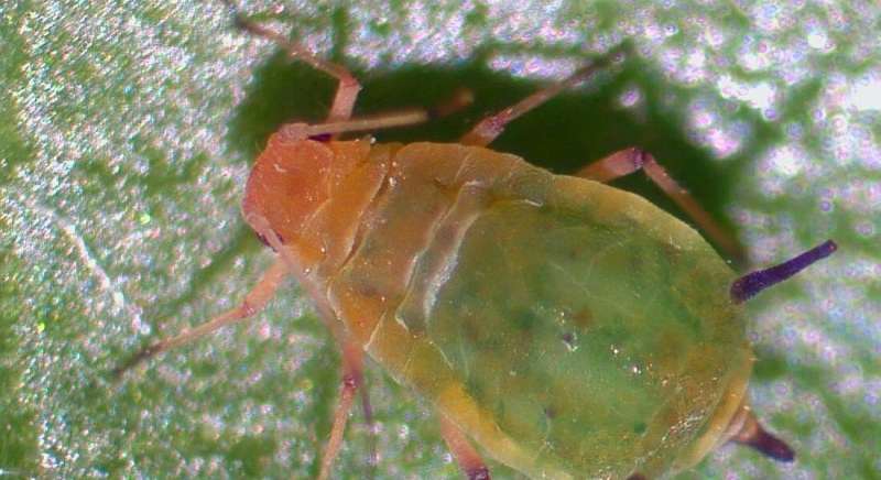 Aphids suck: Invasive aphid found on Danish apple trees