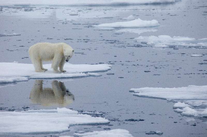 A polar bear stands on melting sea ice in Svalbard, Norway, in 2013