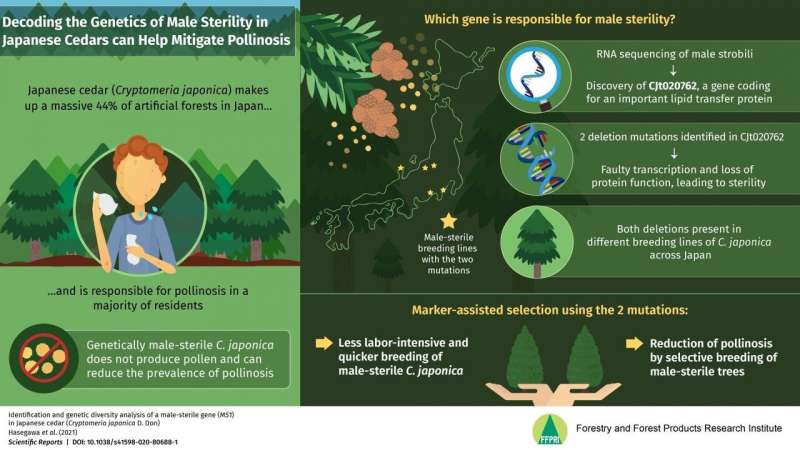 A (pollen-free) sigh of relief for Japan: The genetics of male sterility in cedar trees