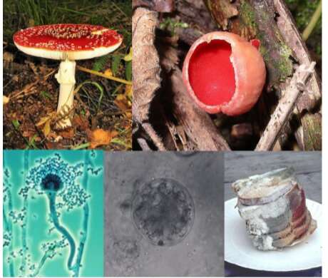 Application of novel technologies against carcinogenic fungi Mycotoxins