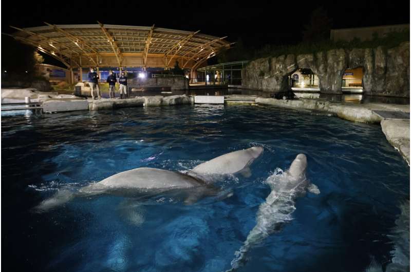 Aquarium to auction off chance to name 3 beluga whales