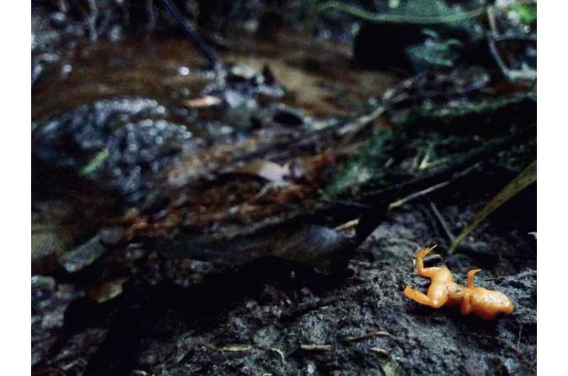 Aquatic fungus has already wiped amphibians off the map and now threatens survival of terrestrial frogs