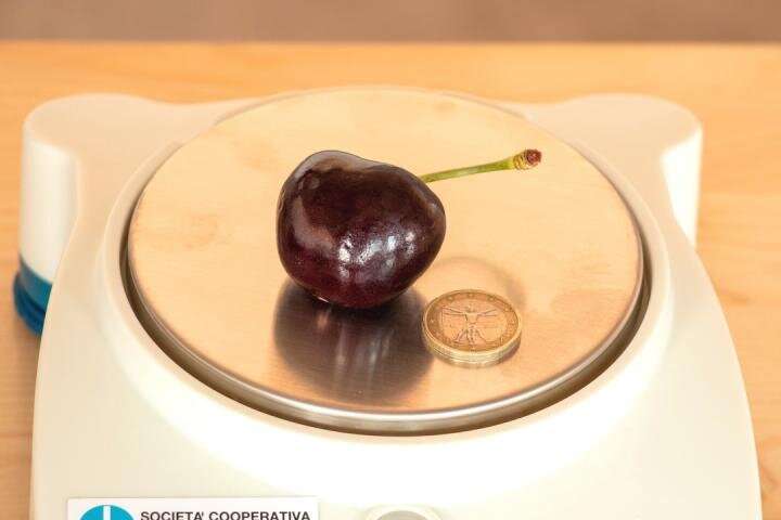 A &quot;Sweet&quot; cherry is the heaviest in the world according to the Guinness World Records
