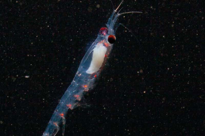 Arctic krill use twilight to guide their daily rhythms through the polar winter