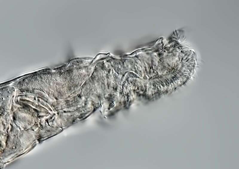 Arctic rotifer lives after 24,000 years in a frozen state