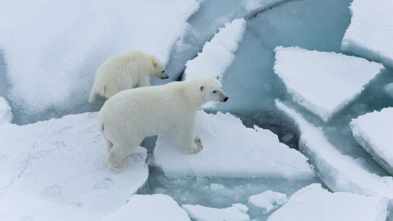 Arctic sea ice thinning faster than expected