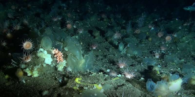 Arctic sponge survival in the extreme deep-sea
