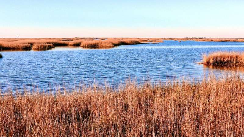 Are coastal marshes drowning faster than expected?