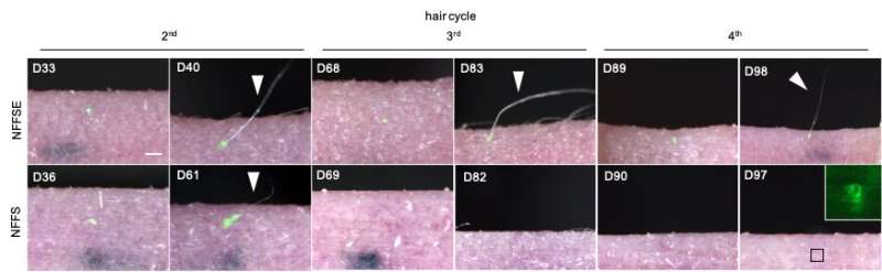 A recipe for regenerating bioengineered hair
