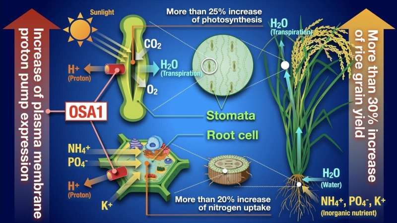 A revolutionary approach to increasing crop yield in rice