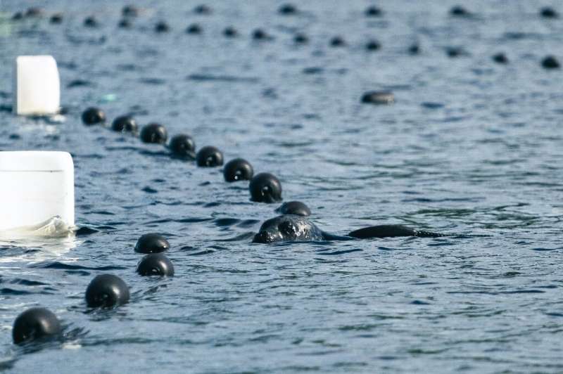 As the plight of the seals gain more attention, more people want to visit the lake to see the animals themselves